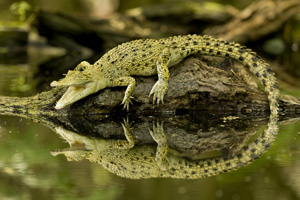 Reptiles #2
